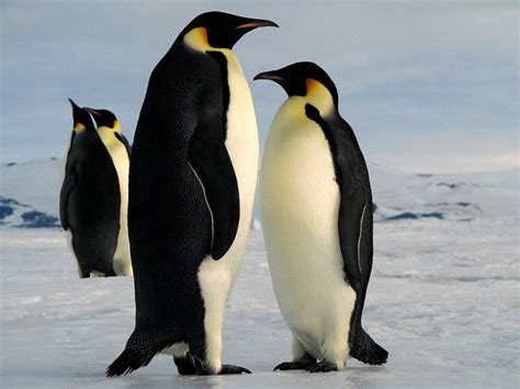 Top 10 Spectacular Birds of Antarctica - HubPages