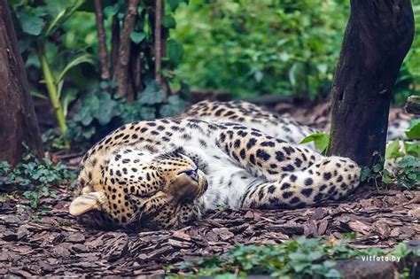 Budapest zoo ‹ vitfoto | Zoo, Budapest, Animals