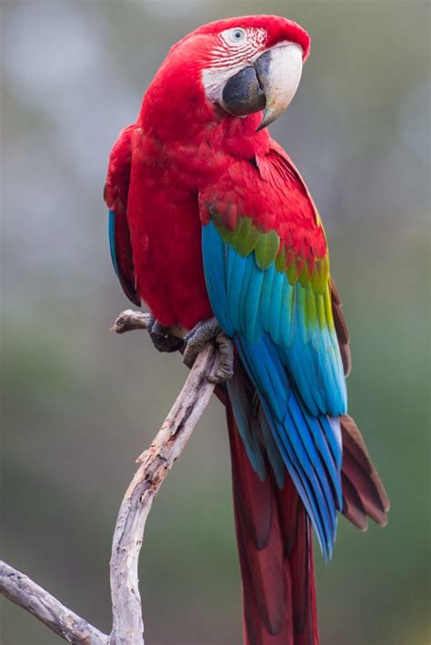 Macaw Parrot Resources – World Parrot Trust WP