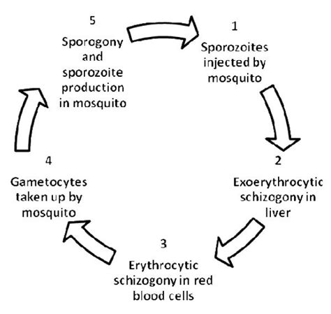 Plasmodium Simple Malaria Life Cycle Diagram / Proposed Three Step ...