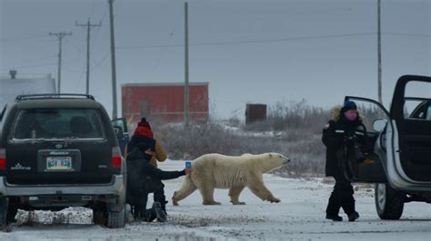 Watch Nuisance Bear: A Migration Turns to Chaos | The New Yorker ...