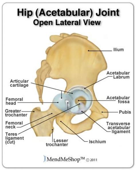 The hip joint where the femoral head meets the acetabular fossa is a ...