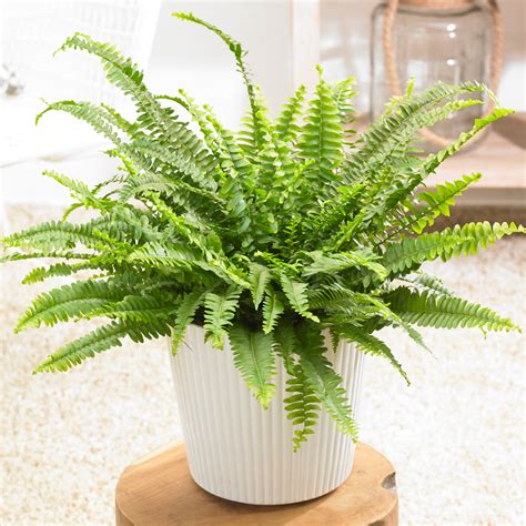 Boston fern plant care information | chocmales