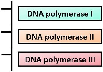 What is DNA polymerase? Definition, Prokaryotic DNA polymerases ...