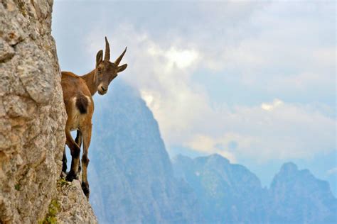 Top 175+ Endangered animals in italy - Merkantilaklubben.org