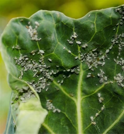 How To Get Rid Of Aphids On Vegetable Plants - Quickly & Safely!