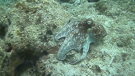 Octopus Camouflage - Amazing ! - YouTube