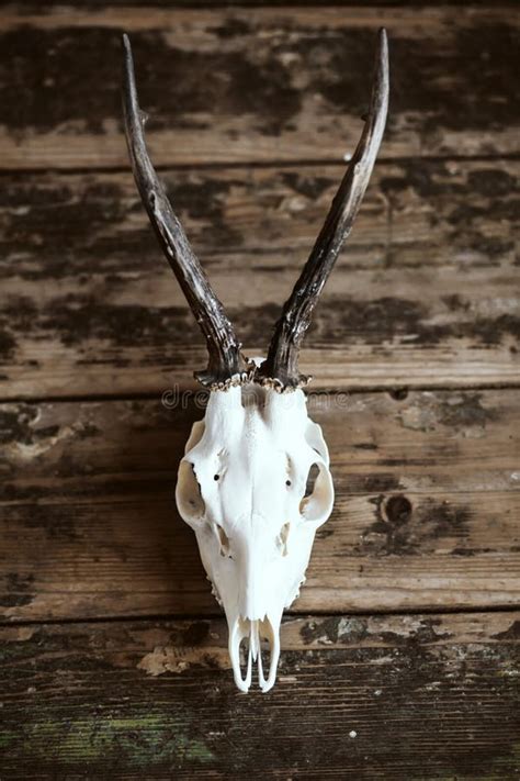 5x5 Buck Skull in the Grass Stock Image - Image of calling, mounting ...