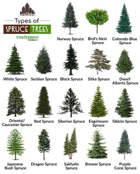 Spruce Tree Facts, Types, Identification, Diseases, Pictures ...