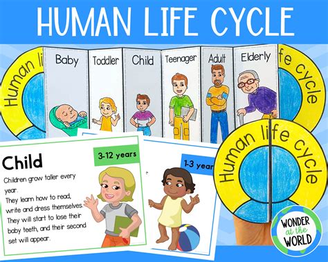 Human Life Cycle For Kids Worksheet