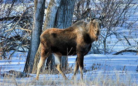 forest, Trees, Nature, Landscape, Tree, Moose Wallpapers HD / Desktop and Mobile Backgrounds