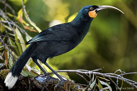 The Call of the Huia: Remembered