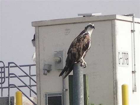 Lake Okeechobee Wildlife Pictures & Sightseeing