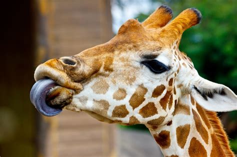 10 Best images about Giraffe tongues on Pinterest | Escondido ...