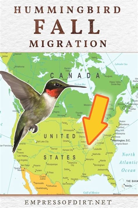 Hummingbird Fall Migration Map 2023 – Nature Blog Network