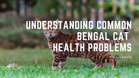 Understanding Common Bengal Cat Health Problems - Top Cat Breeds