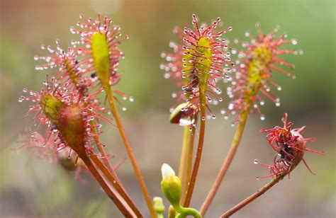 Plantas Carnivoras