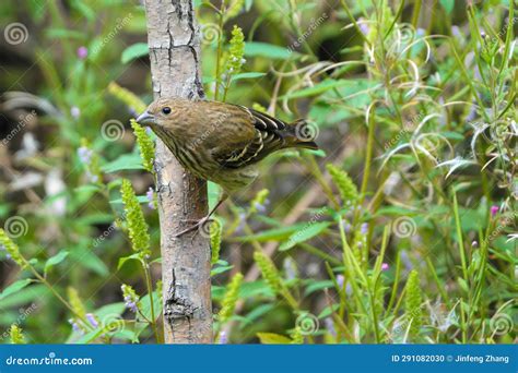 Female Common Rosefinch stock photo. Image of wild, animal - 291082030