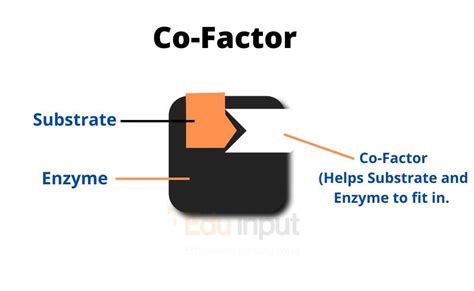 What are Cofactor and Coenzyme? - What Do They Do?