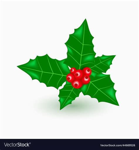 Holly leaves and berries Royalty Free Vector Image