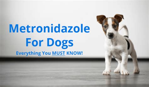 Metronidazole for Dogs: Uses, Dosage, and Side Effects | Pawlicy Advisor