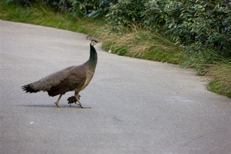 Dublin Zoo | Dublin Zoo, in Phoenix Park, Dublin, Ireland is… | Flickr