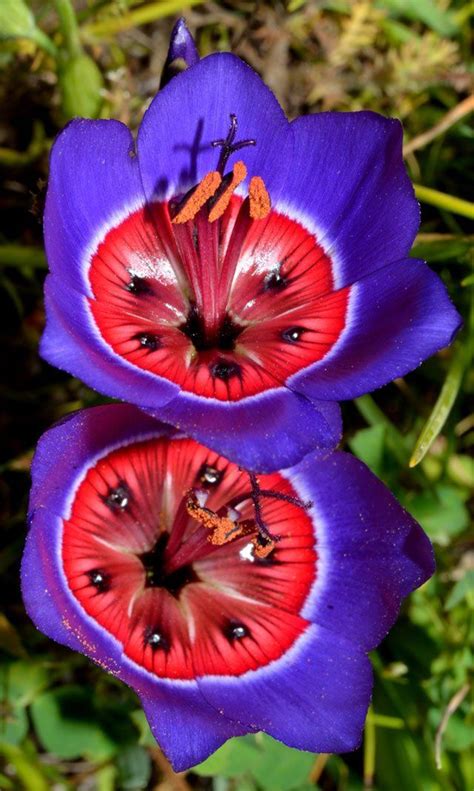 letter quest: What Is The Most Exotic Flower / Top 10 Rarest Flower ...