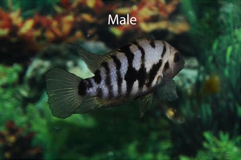 Convict Cichlid Female