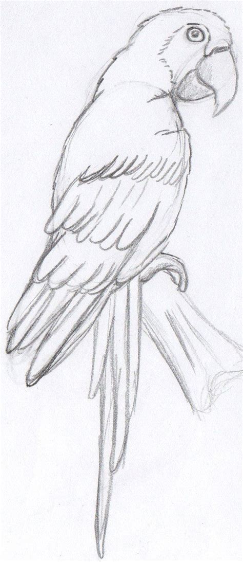 Parrot Sketch Sketch Coloring Page | Pencil drawings of animals, Parrot ...