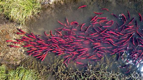 Spawning Kokanee Salmon Photograph by Wesley Aston - Pixels