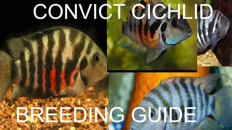 Convict Cichlid Breeding And Care Guide – HousePetsCare.com