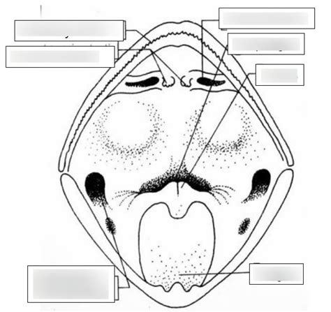 Frog Mouth Anatomy Diagram | Quizlet