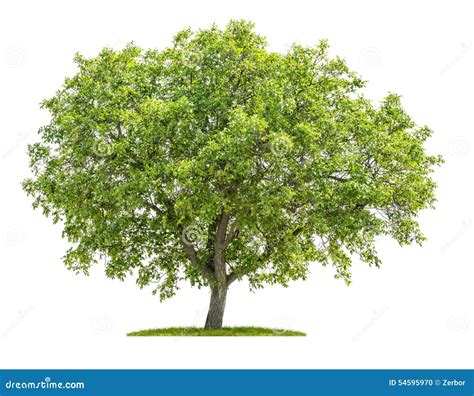 Walnut Tree on a White Background Stock Photo - Image of grass ...