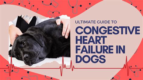 Understanding The Risk Of Congestive Heart Failures In Dogs | Bark For More