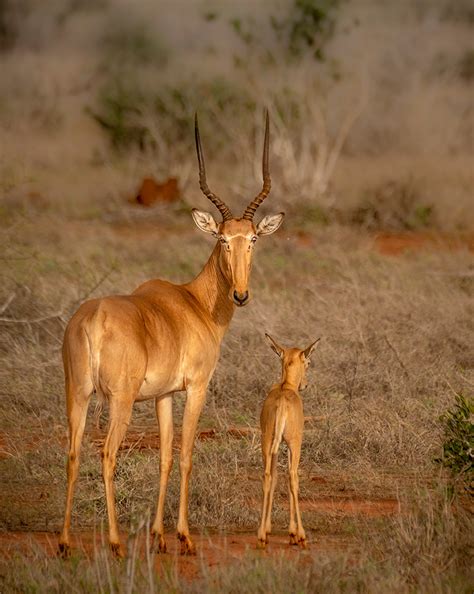 How GWC’s Robin Moore Caught a Rare Hirola Family on Film - Global ...