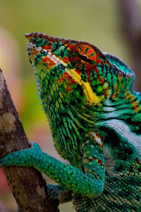 66 best images about Chameleons, Chameleon, Lizard, 150 different kinds ...