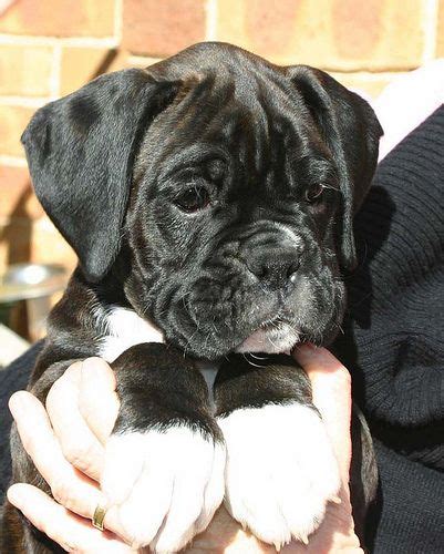 Dark Brindle Male 8 weeks old | Boxer puppies, Boxer dogs, Brindle boxer