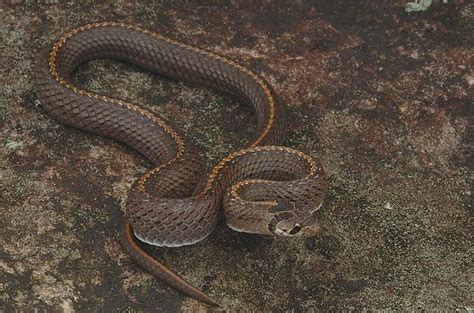 New Species from the Mekong Delta - Photo Essays | Beautiful snakes ...