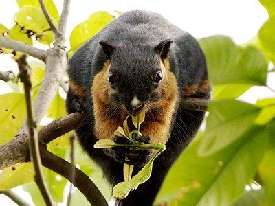 Black giant squirrel - Alchetron, The Free Social Encyclopedia