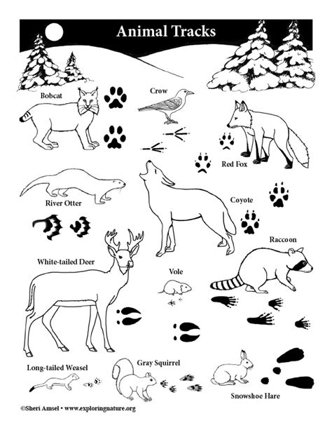 Animal Tracks Poster Coloring Page