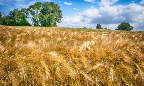 How to Plant, Grow, and Care for Barley