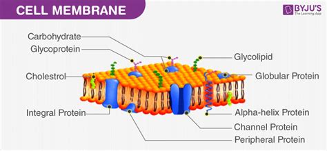 [DIAGRAM] Diagram Of A Cell Membrane - MYDIAGRAM.ONLINE