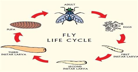 Fly Life Cycle - Learn About Nature