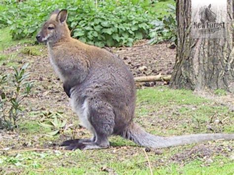 New Forest Wildlife Park, Ashurst - Days Out in the New Forest