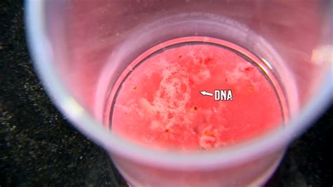 BASF Science Club: Discover how to extract the DNA from a strawberry ...