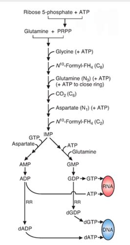 Biochem 39 - Purine and Pyrimidine Metabolism: Flashcards | Quizlet