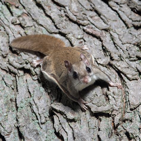 Identifying Flying Squirrels in Western NY | Rochester Pest Pro