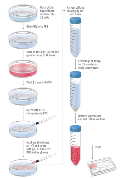 Protocol for Mesenchymal Stem Cell Isolation