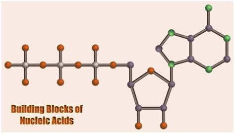 Building Blocks of Nucleic Acids | Structures & Functions