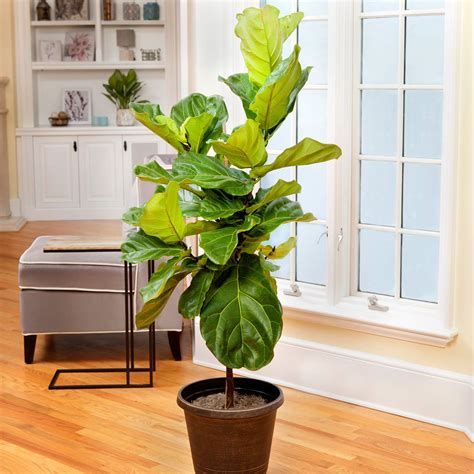 Fiddle Leaf Fig Tree - The Most Popular Indoor Fig Tree- Tall, Live ...